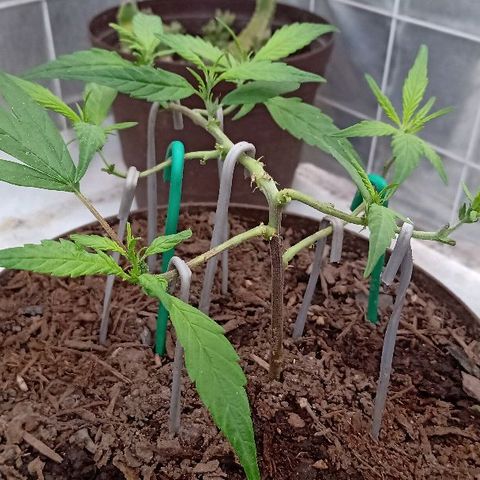 MNG Esqueje (3ra Gen) #1 growlog timeline photo