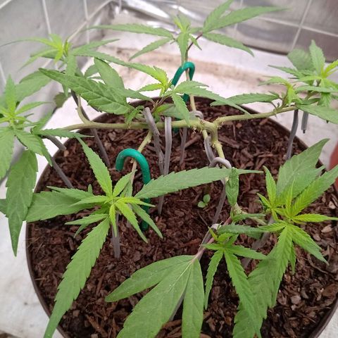 MNG Esqueje (3ra Gen) #1 growlog timeline photo