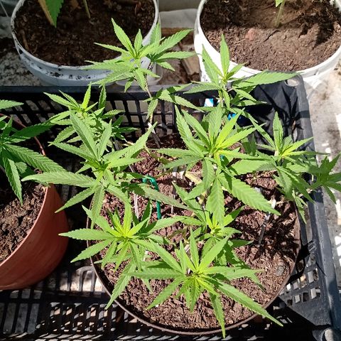 MNG Esqueje (3ra Gen) #1 growlog timeline photo