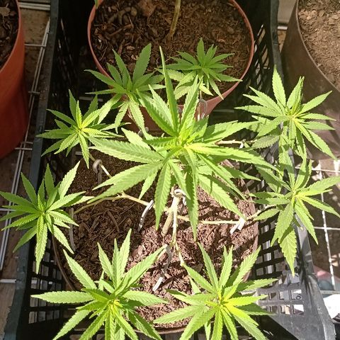 MNG Esqueje (3ra Gen) #1 growlog timeline photo