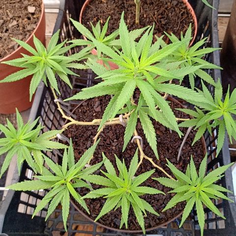 MNG Esqueje (3ra Gen) #1 growlog timeline photo