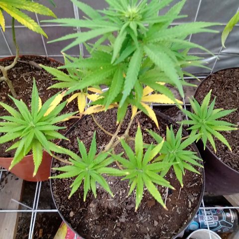 MNG Esqueje (3ra Gen) #1 growlog timeline photo