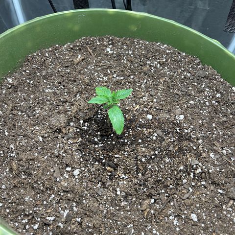 Sour Diesel growlog timeline photo