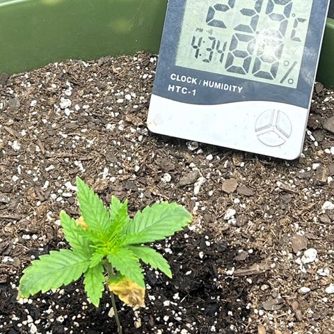 Sour Diesel growlog timeline photo