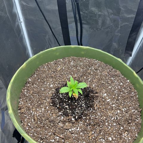 Sour Diesel growlog timeline photo