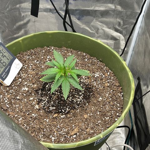 Sour Diesel growlog timeline photo