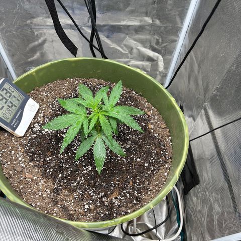 Sour Diesel growlog timeline photo