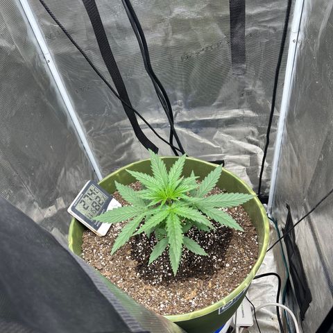 Sour Diesel growlog timeline photo