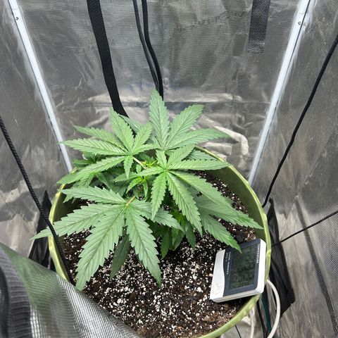 Sour Diesel growlog timeline photo