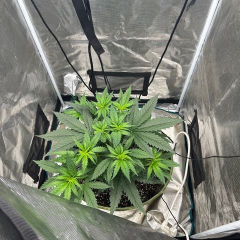 Sour Diesel growlog timeline photo