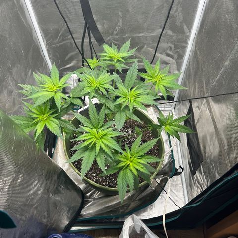 Sour Diesel growlog timeline photo
