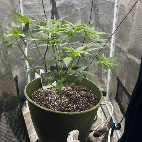 Sour Diesel growlog timeline photo