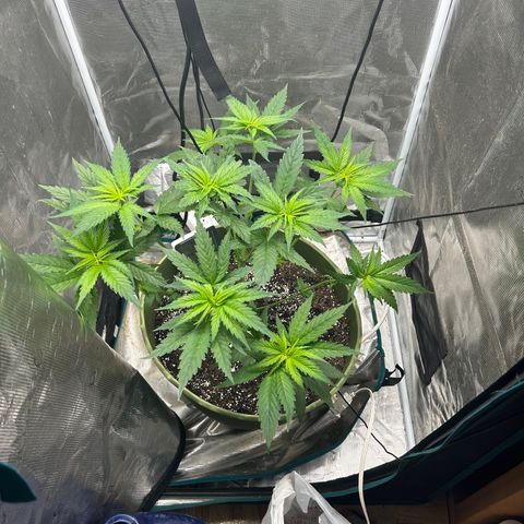 Sour Diesel growlog timeline photo