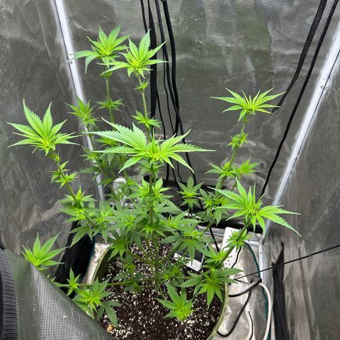 Sour Diesel growlog timeline photo