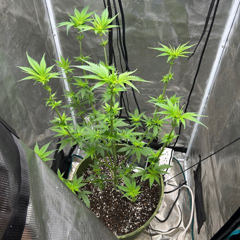 Sour Diesel growlog timeline photo