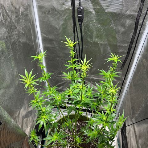 Sour Diesel growlog timeline photo