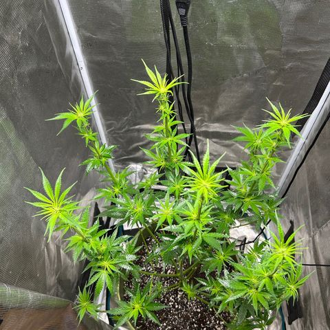 Sour Diesel growlog timeline photo