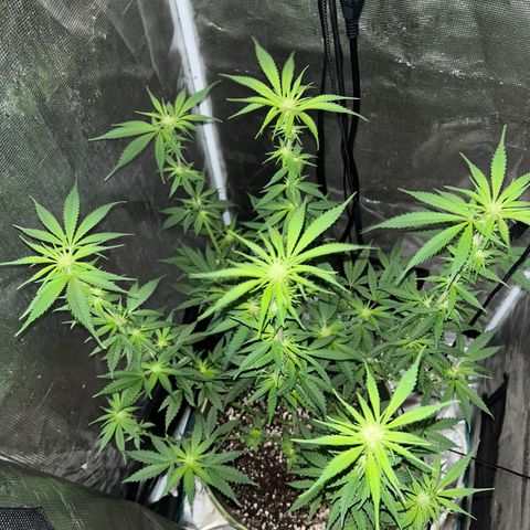 Sour Diesel growlog timeline photo