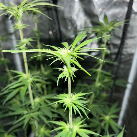 Sour Diesel growlog timeline photo