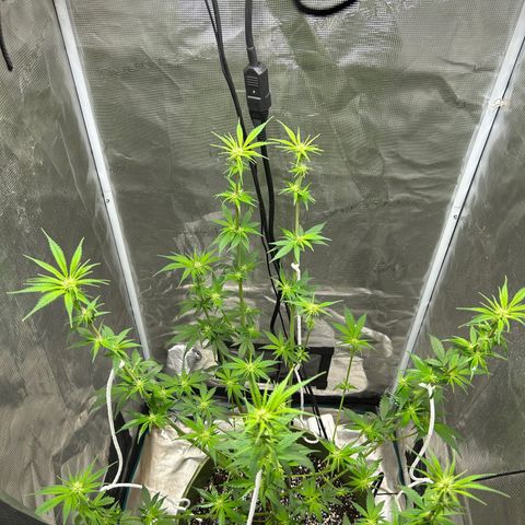 Sour Diesel growlog timeline photo