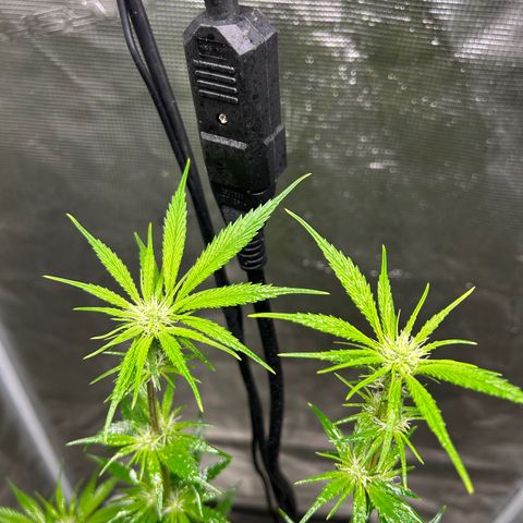 Sour Diesel growlog timeline photo