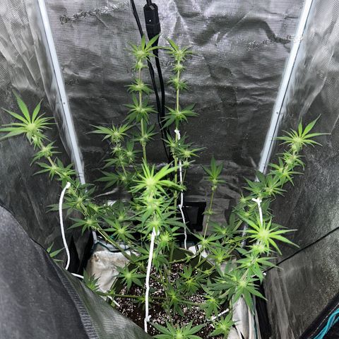 Sour Diesel growlog timeline photo