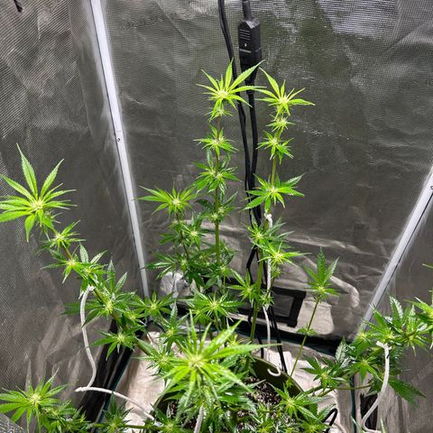 Sour Diesel growlog timeline photo