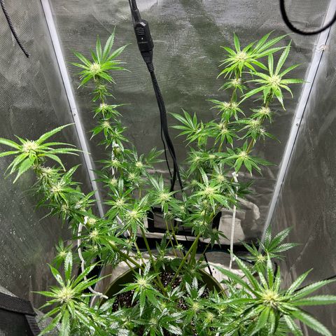 Sour Diesel growlog timeline photo