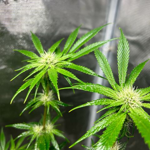 Sour Diesel growlog timeline photo