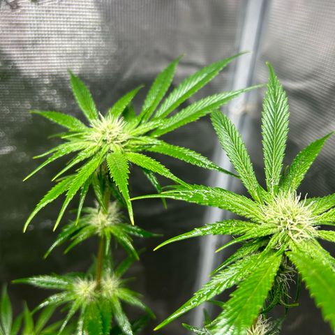 Sour Diesel growlog timeline photo