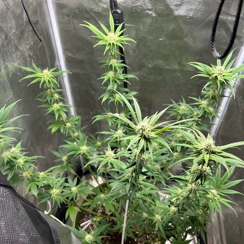Sour Diesel growlog timeline photo
