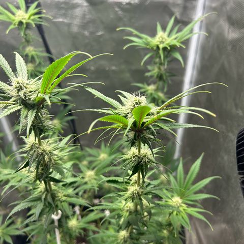 Sour Diesel growlog timeline photo