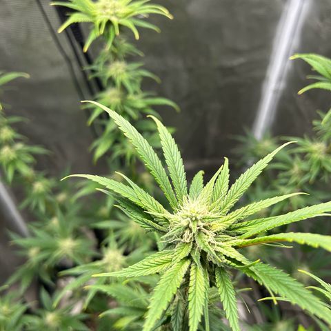 Sour Diesel growlog timeline photo