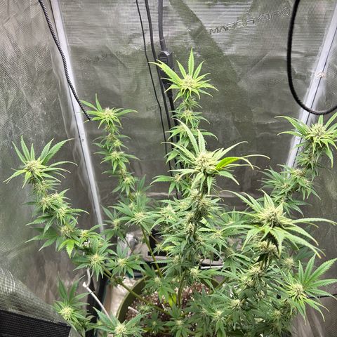 Sour Diesel growlog timeline photo