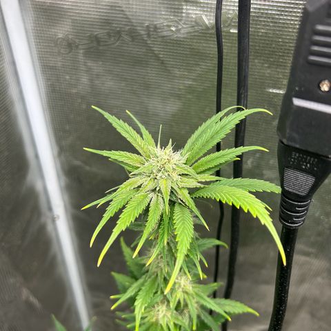 Sour Diesel growlog timeline photo