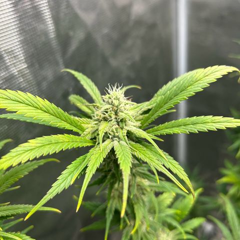 Sour Diesel growlog timeline photo
