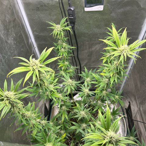 Sour Diesel growlog timeline photo