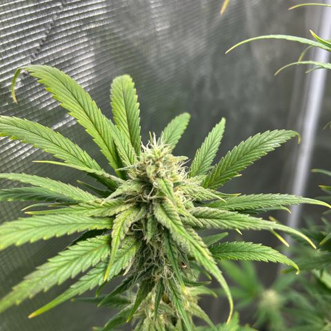 Sour Diesel growlog timeline photo