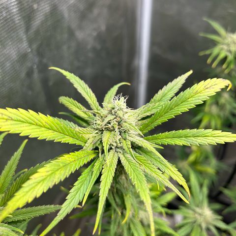 Sour Diesel growlog timeline photo