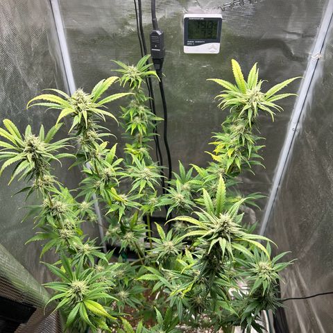 Sour Diesel growlog timeline photo