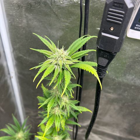 Sour Diesel growlog timeline photo