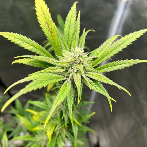 Sour Diesel growlog timeline photo