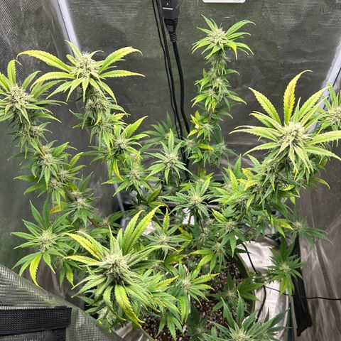 Sour Diesel growlog timeline photo