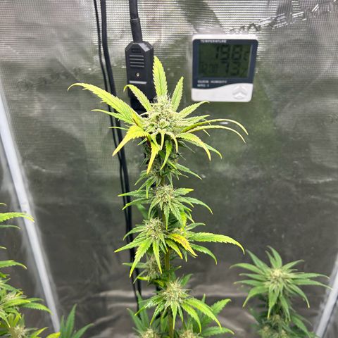 Sour Diesel growlog timeline photo