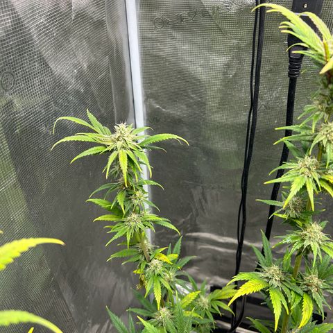 Sour Diesel growlog timeline photo