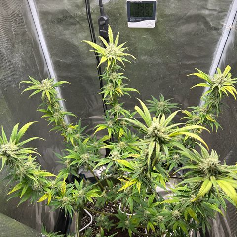 Sour Diesel growlog timeline photo