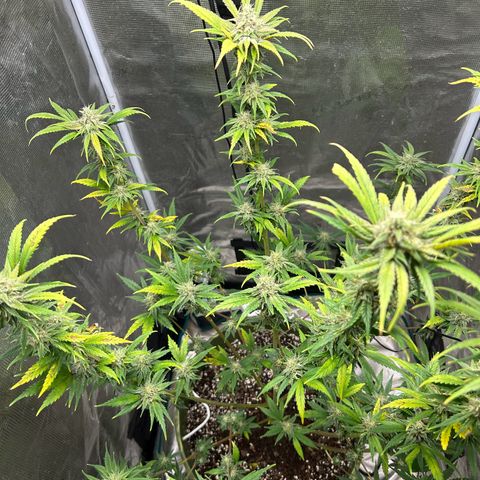 Sour Diesel growlog timeline photo