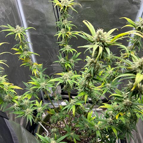 Sour Diesel growlog timeline photo