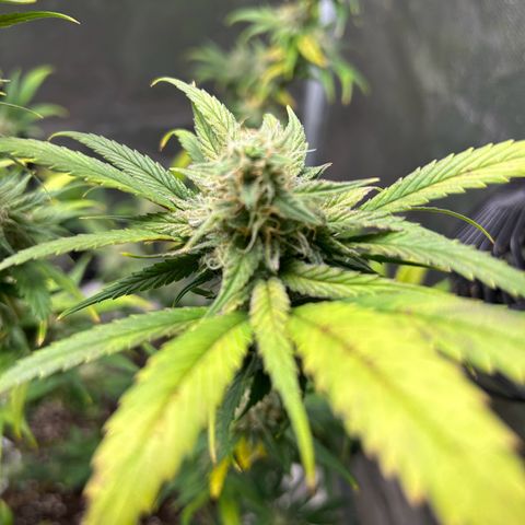 Sour Diesel growlog timeline photo