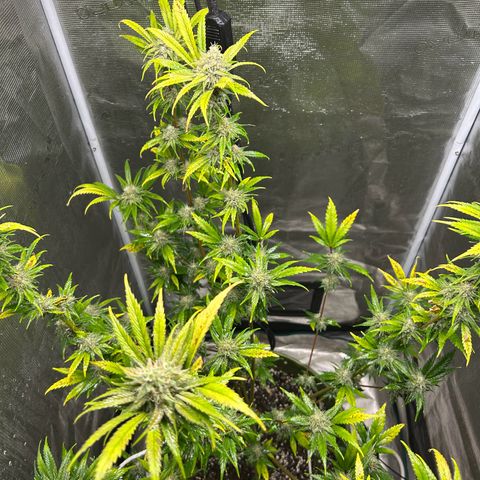 Sour Diesel growlog timeline photo